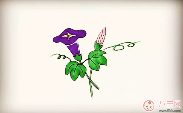 牵牛花|儿童简笔画 简笔画牵牛花喇叭花