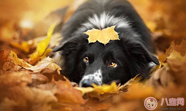 胎教|孕晚期胎教故事 神奇的蘑菇桌