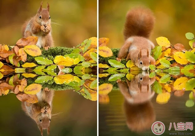 胎教|孕晚期胎教故事 神奇的蘑菇桌