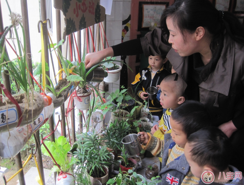 植物|夏季带孩子养植物养什么植物好 和孩子养植物成长快