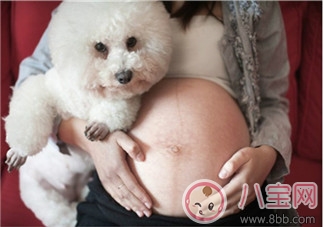 宠物|孕期家里有宠物怎么办 孕期养宠物注意事项