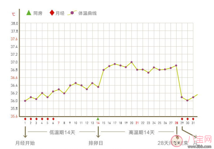 排卵|女性备孕基础体温贴孕律怎么样 孕律测评