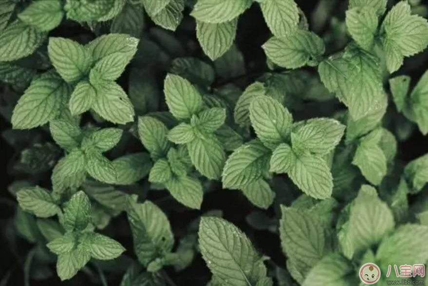 薄荷茶|孕妇喝薄荷茶知多少 孕妇可以喝薄荷茶吗