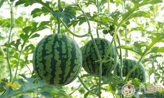 夏天|第一次宝宝吃西瓜要注意什么 夏天宝宝多大可以吃西瓜