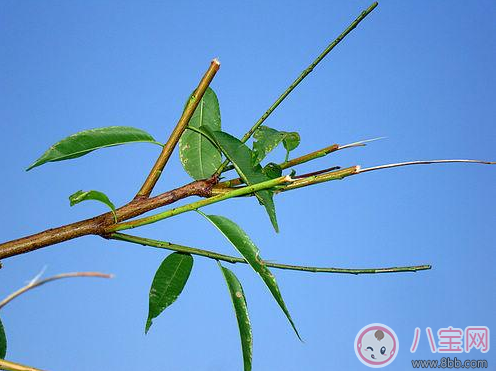 宝宝|孩子坐飞机过安检查出头顶火柴 宝宝辟邪竟用火柴