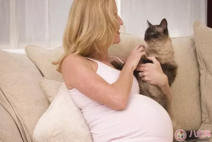 宠物|养宠物的孕妇应该做哪些检查 为什么明星怀孕了能养宠物