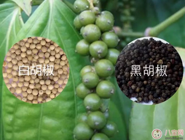白胡椒粉|孕妇能吃白胡椒粉吗 怀孕可以吃白胡椒吗