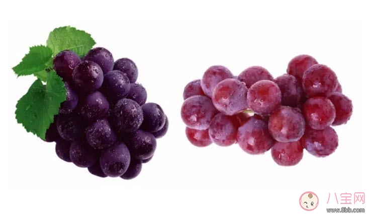 提子|孕妇吃哪一种葡萄好 孕妇吃葡萄好还是提子好