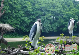 出游|2017七夕节全家出游看看长隆亲子攻略