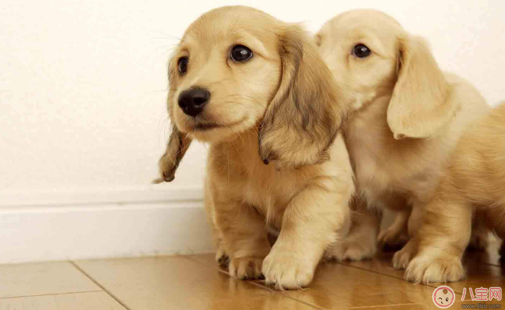 狗|明知我养狗还住隔壁 孩子遇到狗怎么办