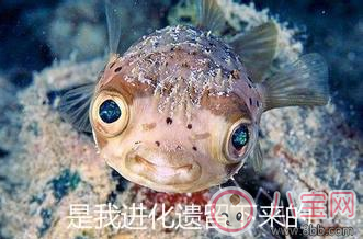 耳朵|孩子耳朵上面有小孔是什么 耳朵的小孔是富贵孔吗