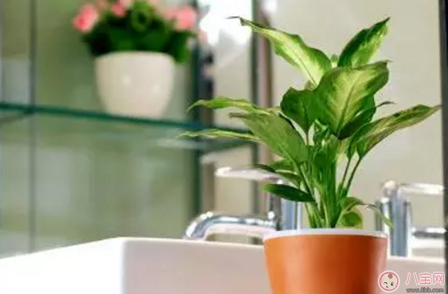 万年青|万年青对孕妇有影响吗 孕妇触碰万年青会有事吗