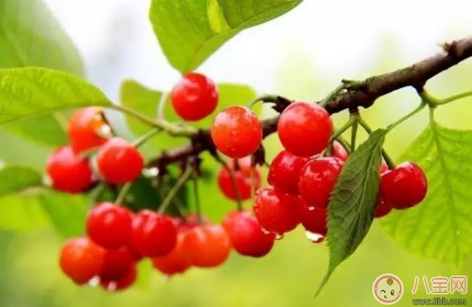 樱桃|孕妇能吃樱桃吗 孕妇怎么吃樱桃最营养