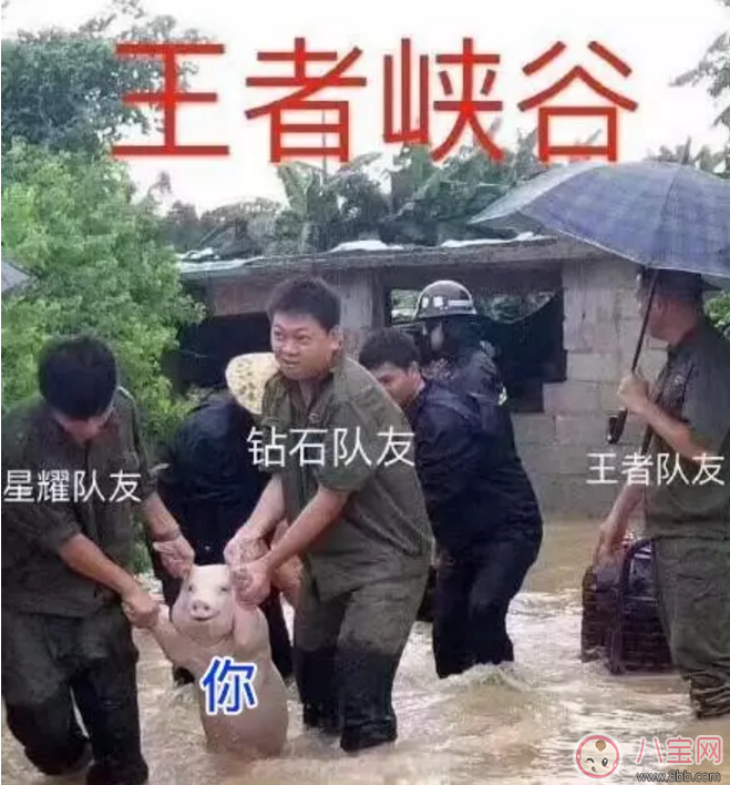 表情包|洪水救出的网红小猪被做成表情包 网红小猪表情包合集