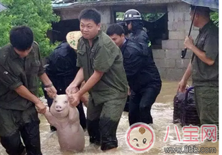 表情包|洪水救出的网红小猪被做成表情包 网红小猪表情包合集