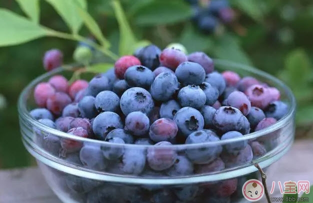 蓝莓|孕妇一天吃多少颗蓝莓 孕妇吃蓝莓怎么洗才干净