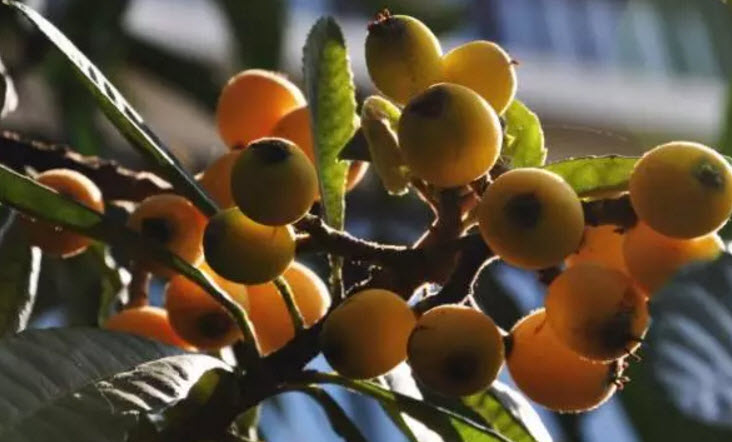 水果|孕妇吃枇杷对胎儿好吗 孕怀孕期间可以吃枇杷吗