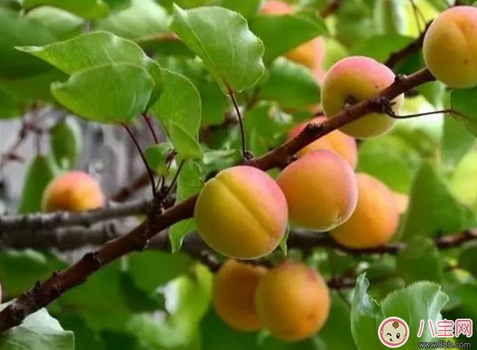 水果|孕妇为什么不能吃杏子 孕妇吃了一个杏子怎么办
