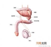 3岁前是治疗隐睾最佳时机