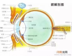 警惕早产儿的视力
