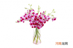 醒花是4小时好还是8小时好