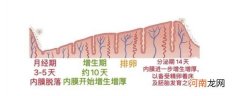 如何做到科学保养子宫内膜? 子宫内膜多少mm正常