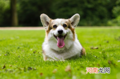 2021世界狂犬病日是几月几号