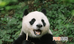 国际熊猫节是什么时候2022