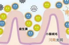 宝宝益生菌什么时候吃 益生菌婴儿吃多久合适