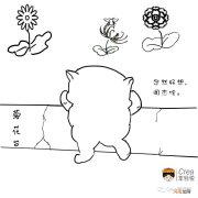 菊花茶的种类与功效