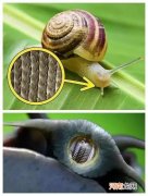 一只蜗牛有多少颗牙齿