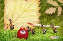 蚂蚁是益虫还是害虫 蚂蚁是不是昆虫类的