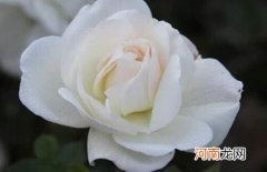 白蔷薇代表的象征意义 白蔷薇的花语是什么