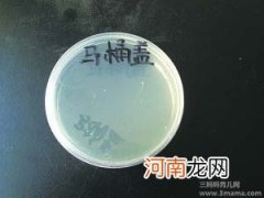 别让牙刷成为细菌的根据地