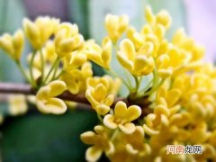 桂花品种及特点盘点 桂花品种有哪些
