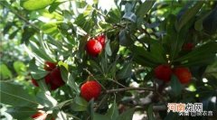 杨梅核是否能吃答案