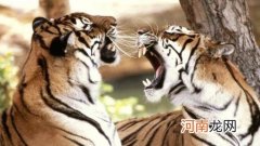 华南虎和东北虎体型、特征及分布地区介绍 华南虎和东北虎的区别在哪里