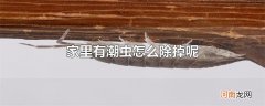 家里有潮虫怎么除掉呢