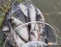 库钓鲢鳙进阶版：用上这种小配件，鱼获可以翻2倍