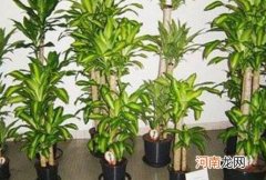 巴西木什么人不能养 巴西木对人有什么好处