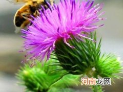 紫色蒲公英的功效与作用 紫色蒲公英花语