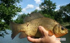 春天钓鲫鱼用什么商品饵？这几款饵料真不错