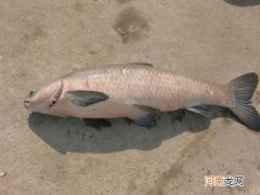 黑坑钓大青鱼并不难，难的是你不了解鱼情