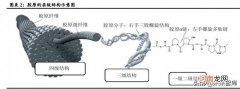 胶原蛋白行业专题研究 口碑最好的胶原蛋白