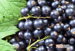 黑加仑对女人的好处