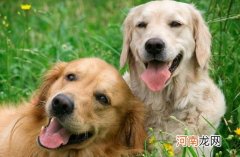 ?夏天狗狗是否能吃西瓜 科学喂养让狗主子健康度夏