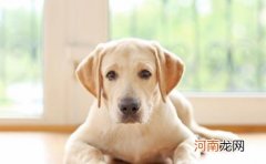 ?狗狗不会定点上厕所可咋整 训练狗狗定点大小便方法