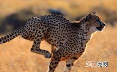 ?豹子小身躯有着大能量 关于豹子的冷知识