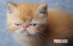 ?猫咪总会在家门口等主人 你是它的唯一喵生伴侣