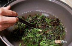 老香椿叶泡水喝的功效与作用